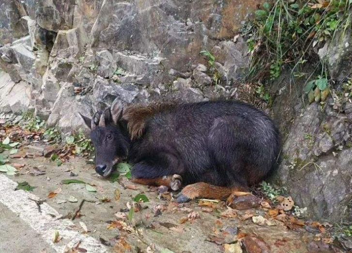 四不像必中一肖