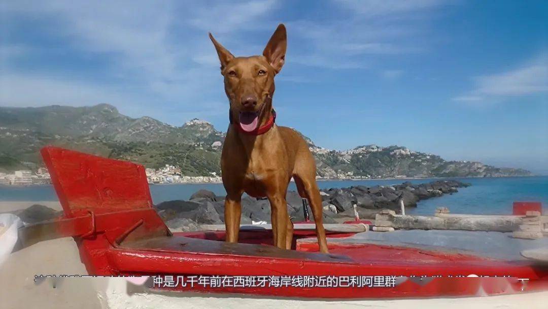 世界十大重型牛品种，深入了解与探索，世界十大重型牛品种深度解析