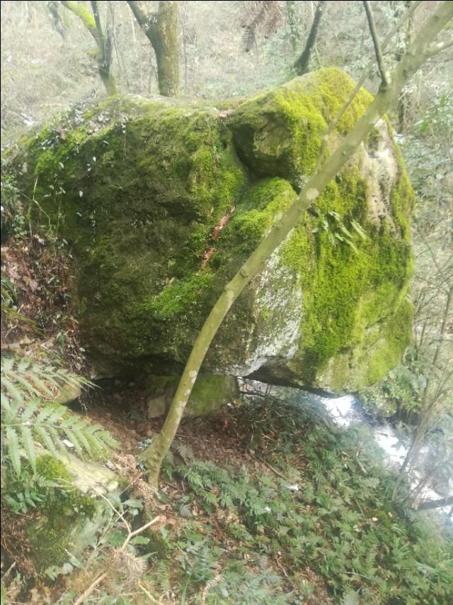 刘伯温四不像特一肖，神秘预言与传奇色彩，刘伯温神秘预言揭秘，四不像特一肖传奇色彩揭秘