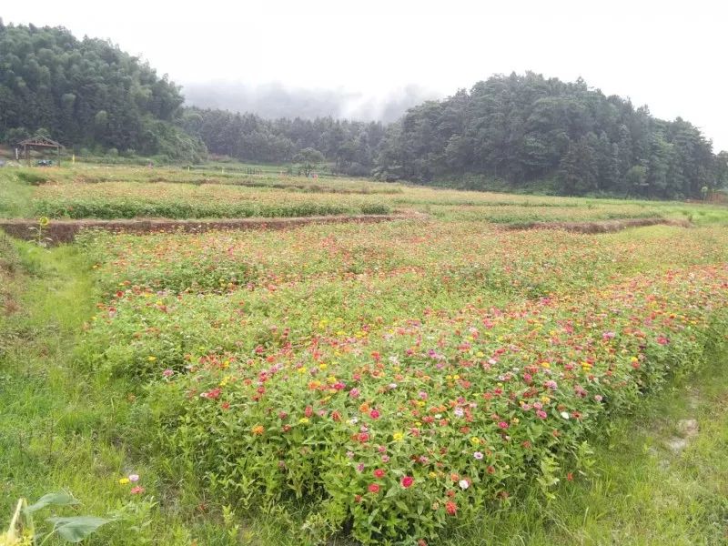 茂密森林王中王猜一肖